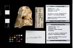 Foto (Objekt + Etikett) von Gymnocerithium amabile (Zittel)  (NHMW-GEO-1990-0041-10259a)